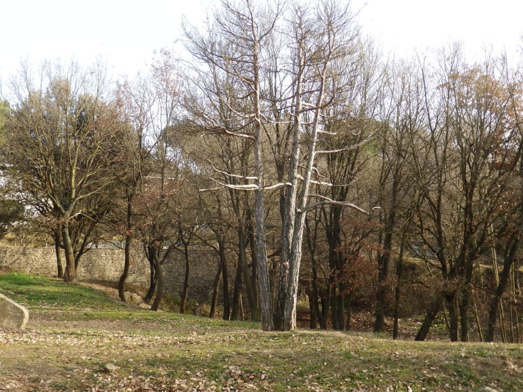 El Pi de les tres branques