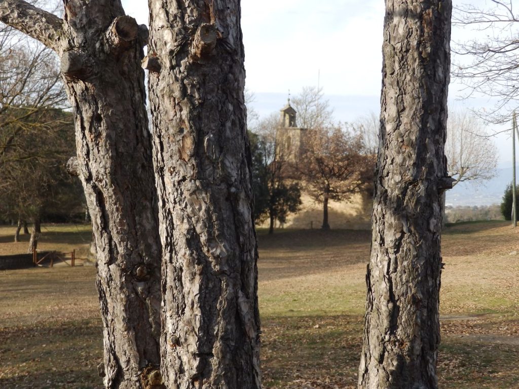 El Pi de les tres branques